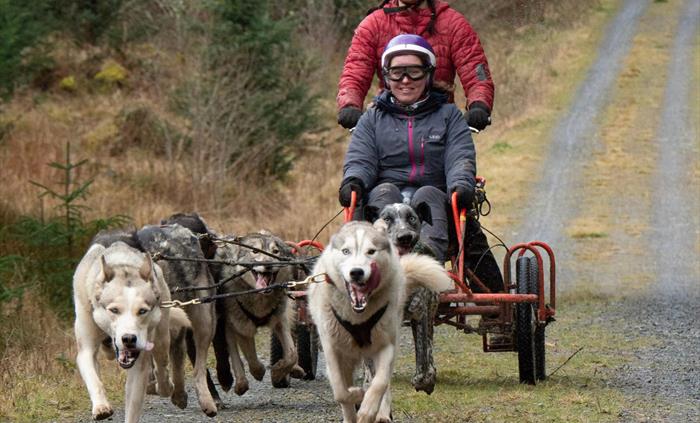 6 Dog Team Ride Adventure